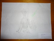 75_Sisiestean Gabriel_Sc Sisesti_GIMN